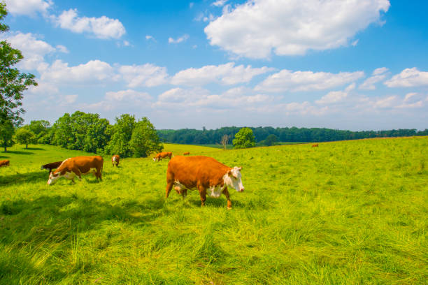 istock Cows in a green hilly meadow under a blue sky in sunlight in springtime 2157137555