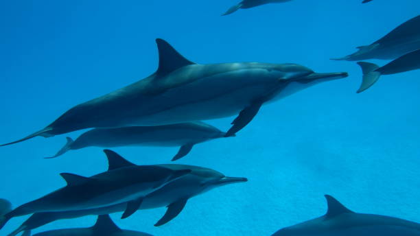 istock Dolphins. Spinner dolphin. Stenella longirostris is a small dolphin that lives in tropical coastal waters around the world. 2157137717