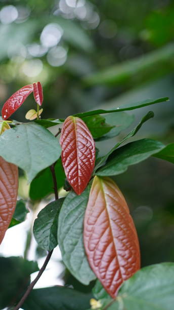 feuilles rouges de l’espèce huberantha rumphii - évolution de lespèce photos et images de collection