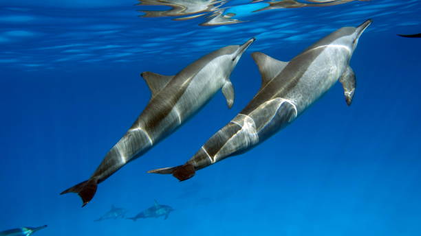 istock Dolphins. Spinner dolphin. Stenella longirostris is a small dolphin that lives in tropical coastal waters around the world. 2157137948