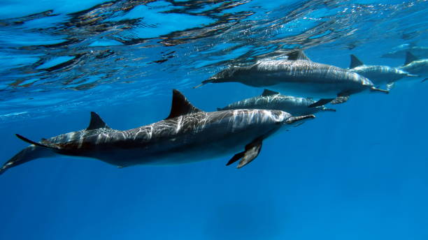 istock Dolphins. Spinner dolphin. Stenella longirostris is a small dolphin that lives in tropical coastal waters around the world. 2157137951