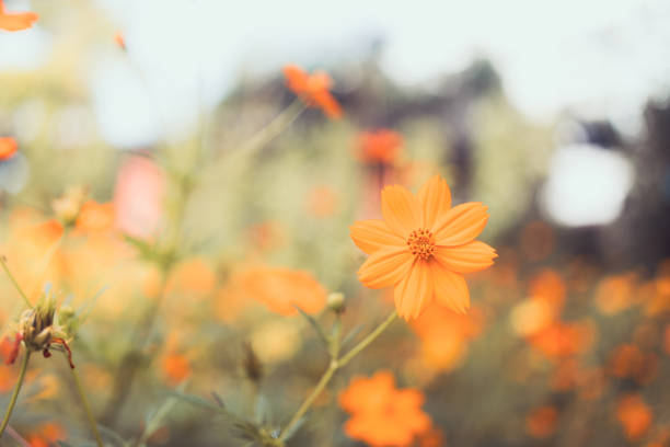 Closeup of yellow Cosmos on sunlight using as background and wallpaper concept - Vintage filter