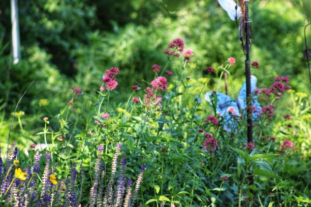 istock Colorful Flowers 2157138133