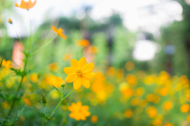 marigold flowers in morning time