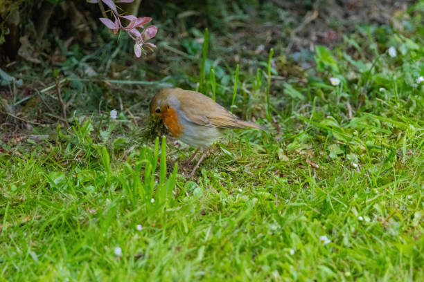 Close-up of robin bird perching on ground at park