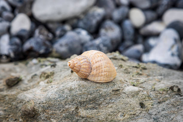 A close up of a whelk balanced on a rock on a Sussex beach, with selective focus