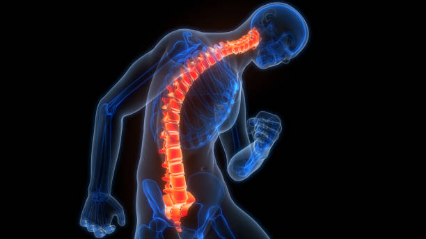 istock Spinal Cord Vertebral Column of Human Skeleton System Anatomy 2157140276