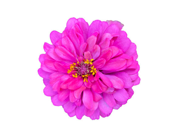 istock Isolated pink zinnia flowers on a white background. Soft and selective focus. 2157142810