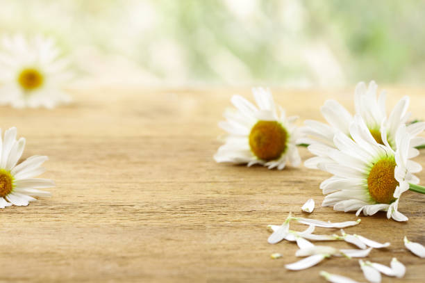 chamomile bouquet on a wooden background rustic style