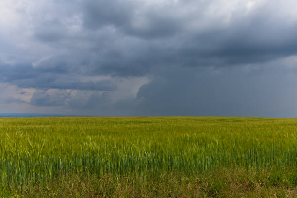 istock A line of green corn above which is a blue sky with white clouds. 2157146145