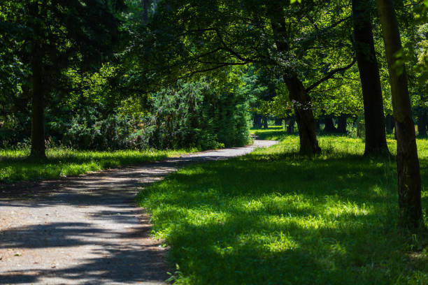Footpath in the park. There are big green trees around.