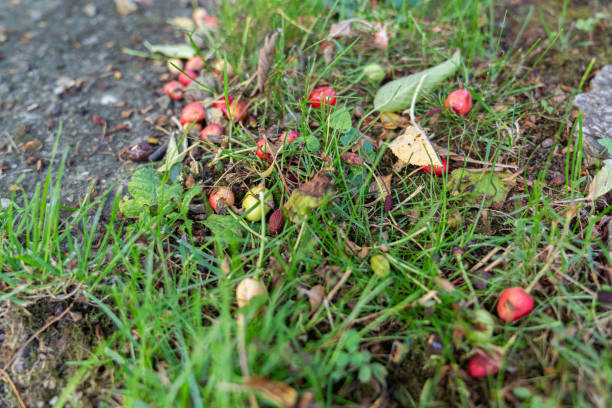 Small red and green unripe cherries in the meadow. June fruit fall of cherries.