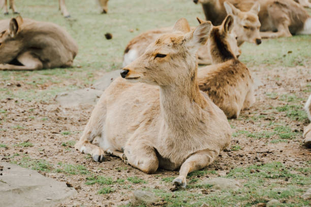 istock A deer is lying on the ground in a field. 2157147467