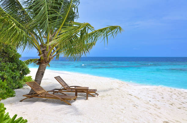 istock tropical beach with palm tree and sun chairs 2157147529