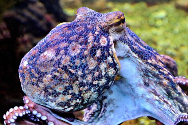 istock Close up of an octopus 2157148572
