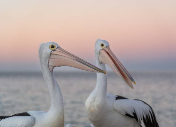 istock Pelicans with a serene ocean and pastel sunset background 2157149108