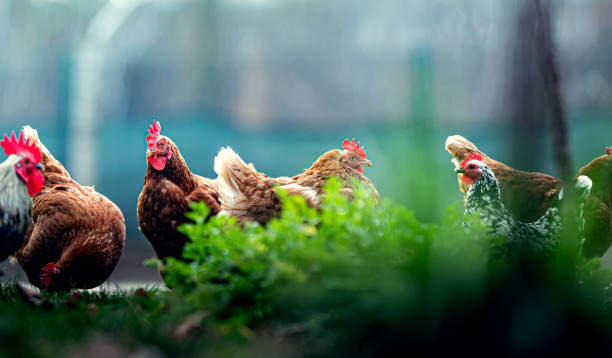 istock Chicken and white rooster standing on a green grass. 2157149482