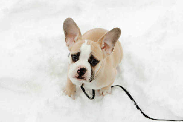 A french english bulldog puppy, two months old, in the snow.