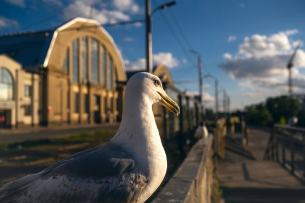 Close up seagull portraits in sunset in summer.