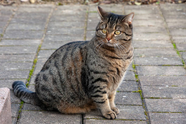 istock Grey-black cat sitting on paved ground 2157151076
