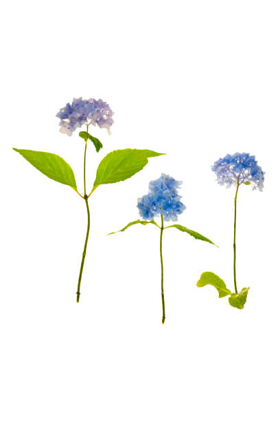 Beautiful Hydrangea macrophylla flowers in park on sunny day
