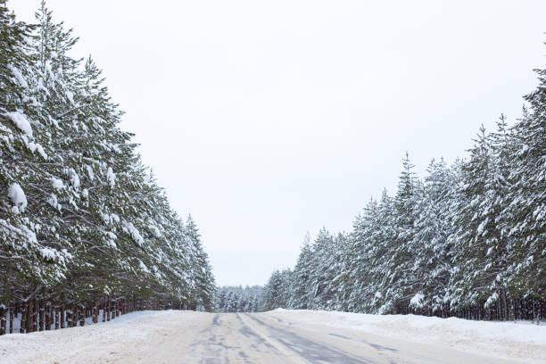 Free Stock Photo of Snow-covered road through a dense pine forest in ...