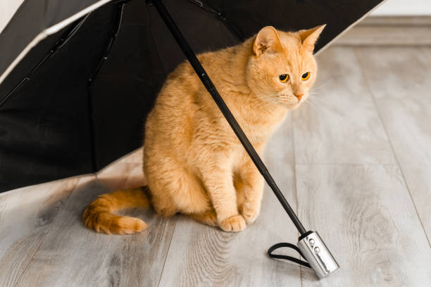 red cat hiding under an umbrella at home