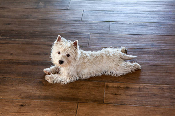 Wide view of West Highland White Terrier dog looking at camera while lying placidly on wooden floor inside living room