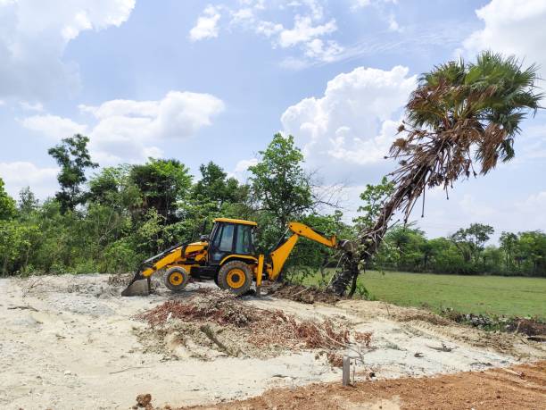 istock uprooting a palmyra tree with heavy construction machinery. a heavy excavator fells a huge palmyra and other trees. cleaning of the plot for the construction of the house. the alignment of the site. 2157154699