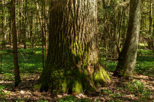 istock Large oak tree in the wild, forest area 2157154799