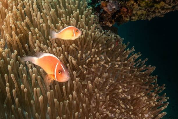 istock Anemone fish in Sulawesi, Indonesia 2157155608