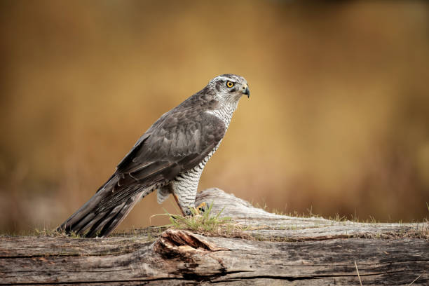 istock Northern Goshawk perched on a tree log in nature. 2157157514