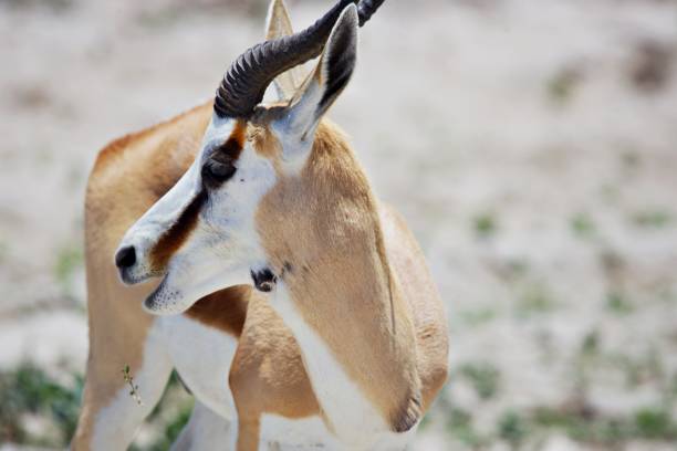 African wildlife at Etosha