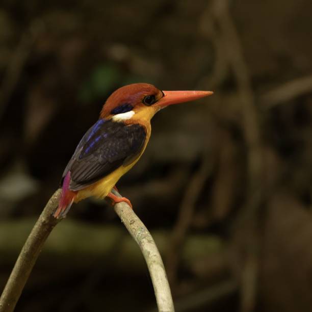 istock Black-backed Dwarf Kingfisher perched on a branch in a forest setting 2157159215