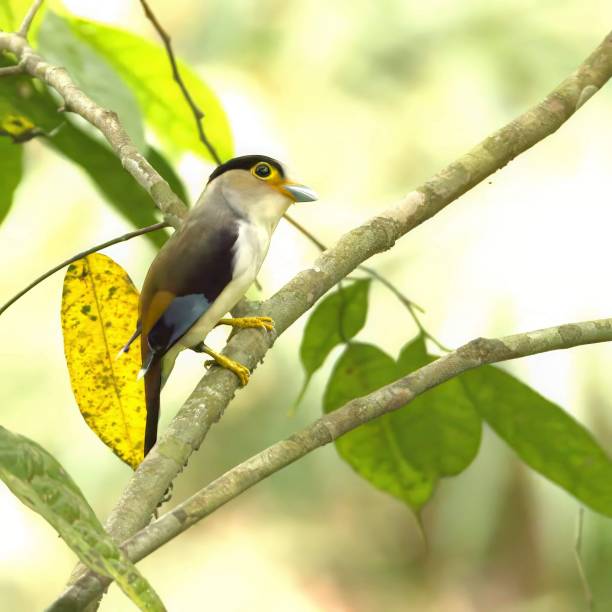 istock Silver-breasted broadbill bird perched on a branch in a lush green forest 2157159296
