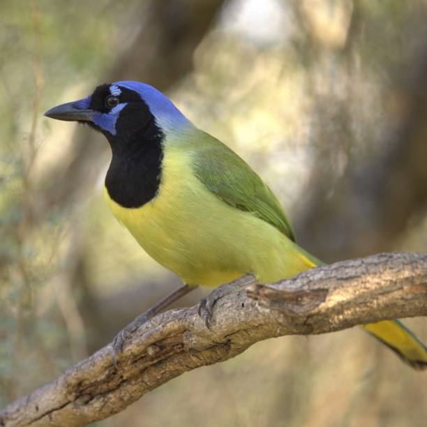 istock Vibrant green jay perched on a tree branch with a blurred natural background 2157159309