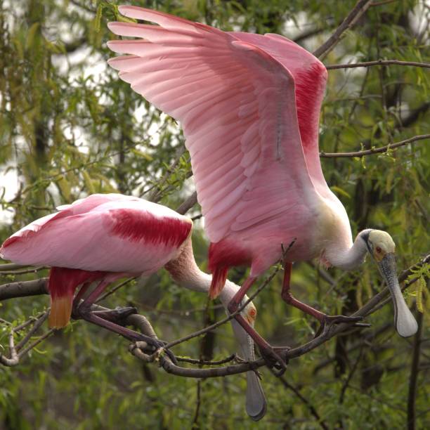 istock Roseate spoonbills perched on a tree branch with lush green foliage in the background 2157159312