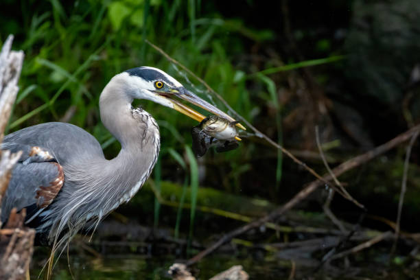 istock Great blue heron fishing 2157159598