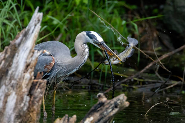 istock Great blue heron fishing 2157159602