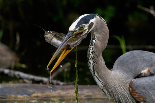 istock Great blue heron fishing 2157159603