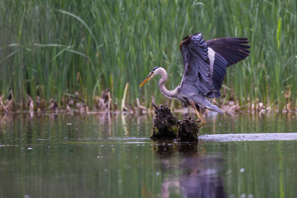 istock Great blue heron fishing 2157159651