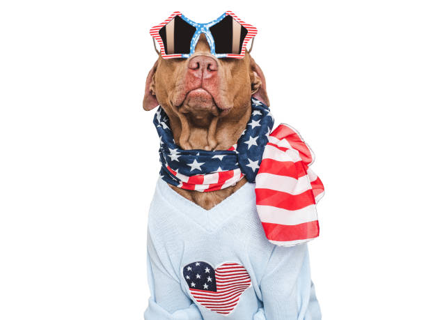 istock Cute dog and American Flag. Studio shot 2157159961