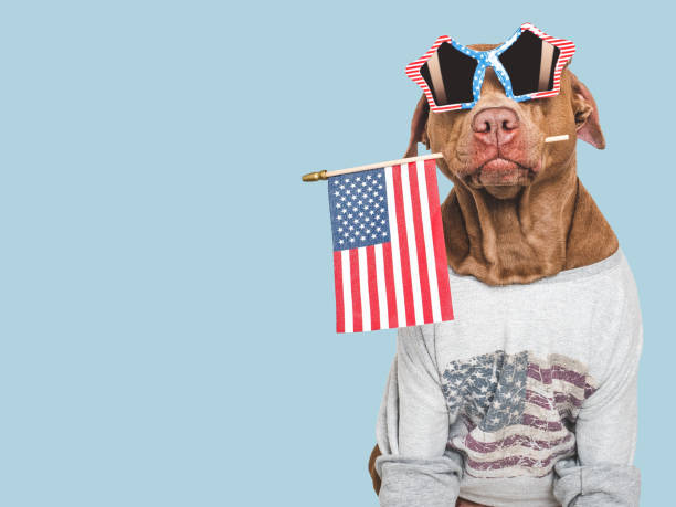 istock Cute dog, sunglasses and American Flag. Studio shot 2157159974
