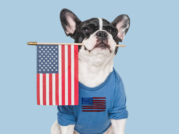 istock Cute puppy and American Flag. Studio shot 2157159999