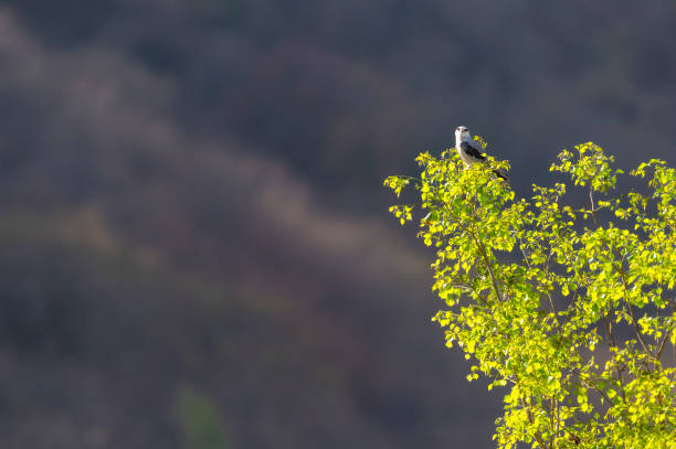 black winged shouldered kite or elanus caeruleus bird a small raptor and hunter perched high on natural green leaves tree in scenic background during safari in winter migration at forest of india