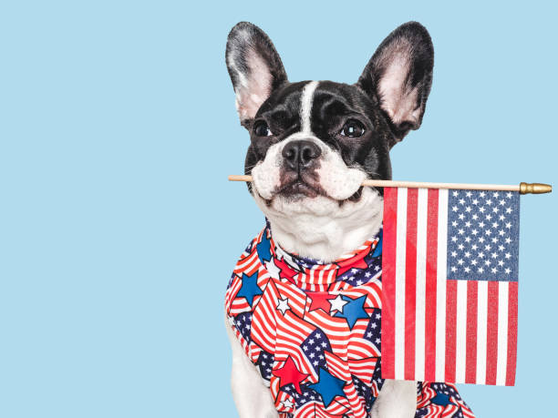 istock Cute puppy and American Flag. Studio shot 2157160016