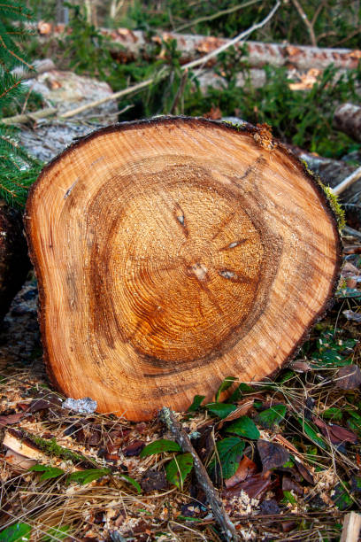istock Sawn-off tree trunk lying on the forest floor with annual rings 2157160078