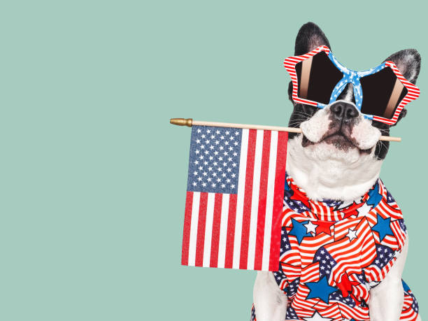 istock Cute puppy, sunglasses and American Flag. Studio shot 2157160079