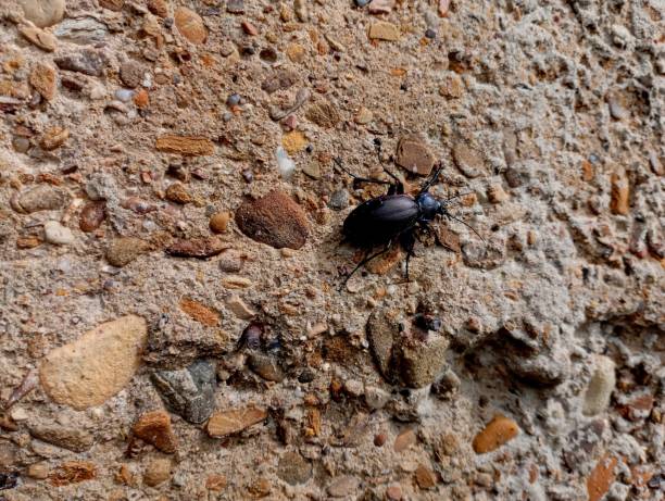 Black-bodied beetle Blaps mortisaga on a concrete surface with small stones. Beetles and insects in nature.
