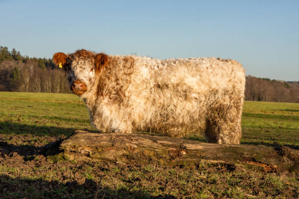 Young Galloway - cattle on the pasture Birkenhard